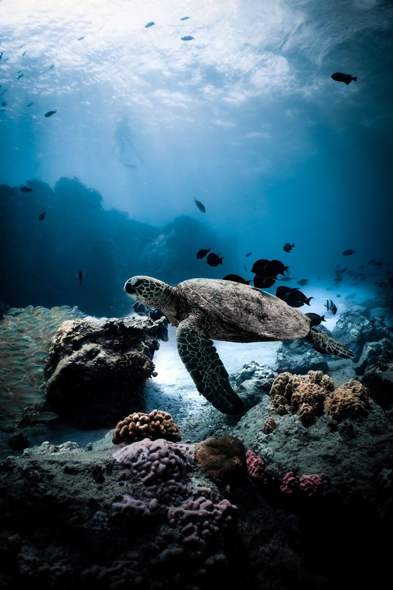 Membuka Alam Bawah Laut di Hati Anda: Petunjuk Belanja Aquarium Cilacap